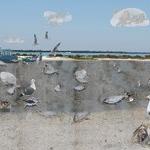 Art Education Student's Work birds on beach near water